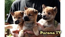 7 Days of Himawari & Her Puppies