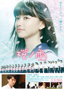 Rain of Cherry Blossoms