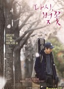 Again, Cherry Blossoms