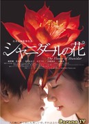 The Flower of Shanidar