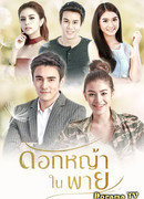 Grass Flower In The Storm