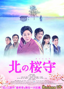 Sakura Guardian in the North