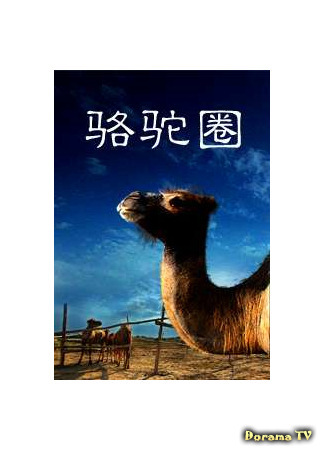 дорама Camel Collar (Верблюжий загон: Luo Tuo Quan) 16.12.20