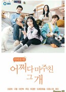 The Dog I Encountered