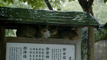 The Cats of Gokogu Shrine