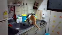 Stray Cats