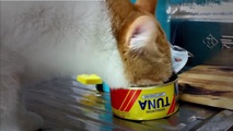 Stray Cats
