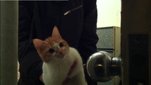 Stray Cats
