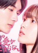 Целеустремленную любовь Куросаки-сана невозможно остановить